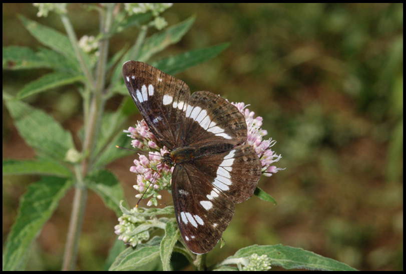 limenitis camilla?